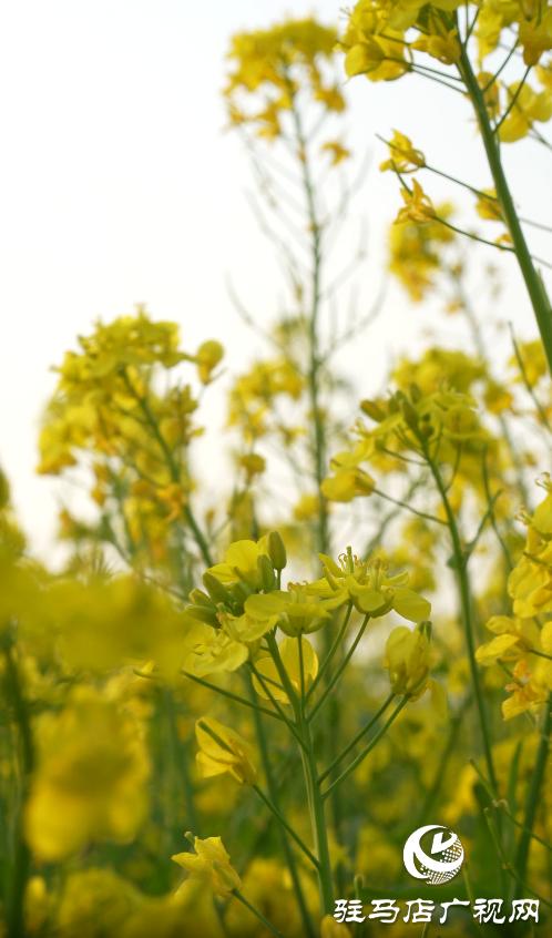 黄淮学院的春天,美丽的黄淮学院