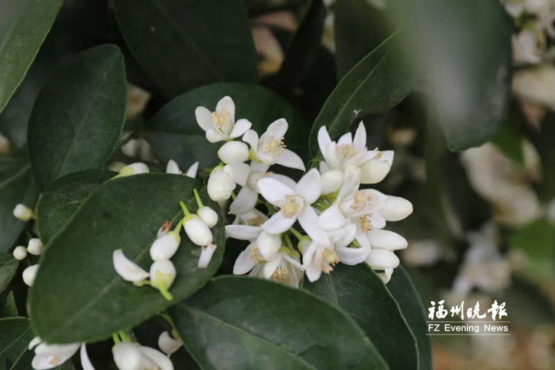 福州清明踏青好去处,福州周边踏青好去处