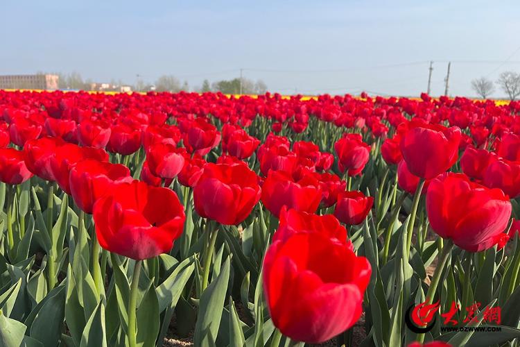 古岘郁金香花海离平度南村多远,平度古岘郁金香详细地址