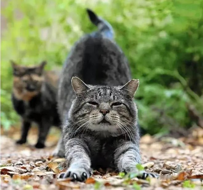 小区里有流浪猫你会帮它们吗,小区内流浪猫问题怎么解决