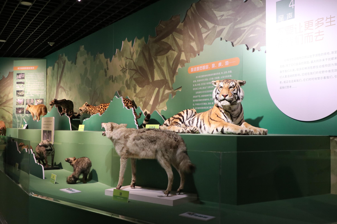 东方宝石蓝色海洋,珍稀濒危动植物