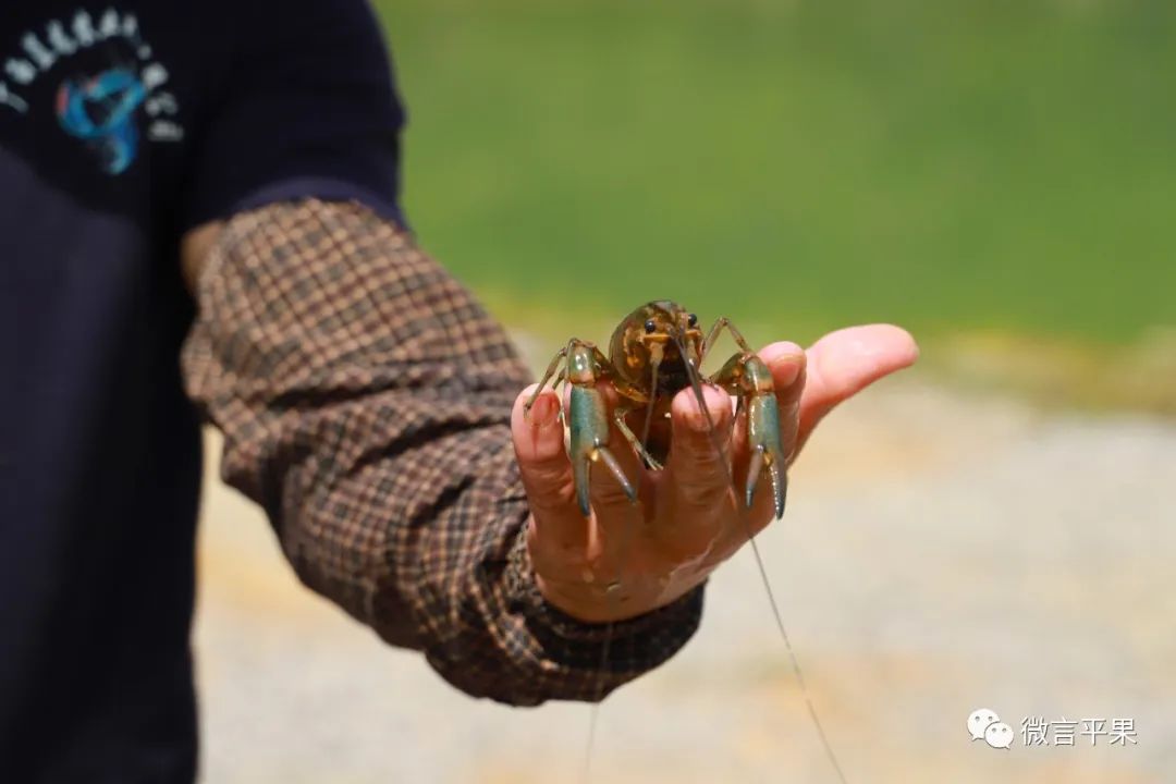 厉害的淡水虾,特别厉害的虾