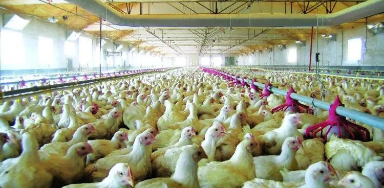 中国农业企业500强排行榜2020年,市级农业产业化龙头企业100强名单