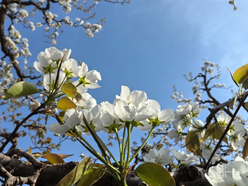 皋兰什川梨花盛开,甘肃皋兰梨花盛开