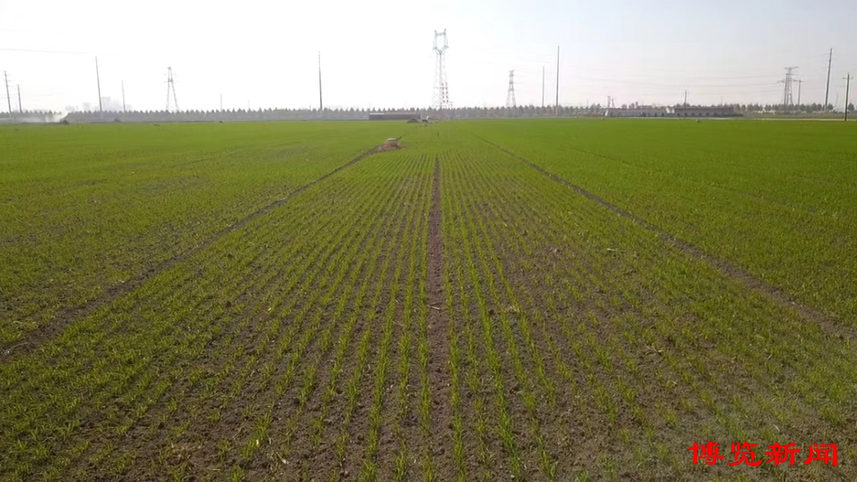 走进千强镇|唐山镇演绎“膜法传奇”