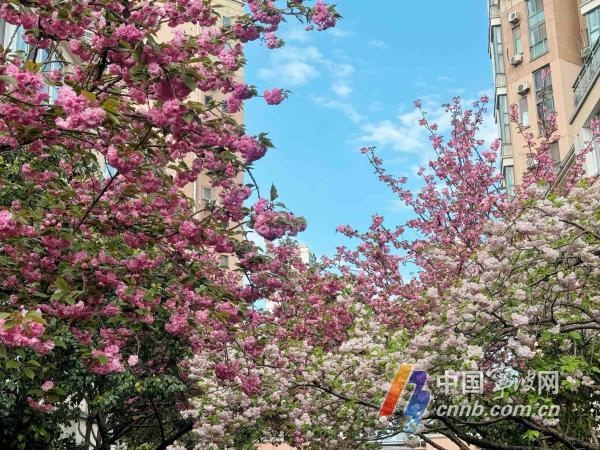 阴雨渐退下周宁波暖阳重返！杨柳飞絮期也要来了